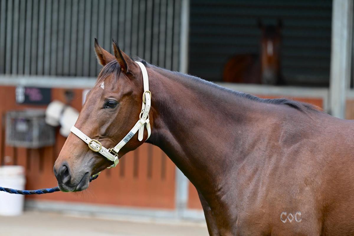Ave Cantare (2yo filly by Microphone)