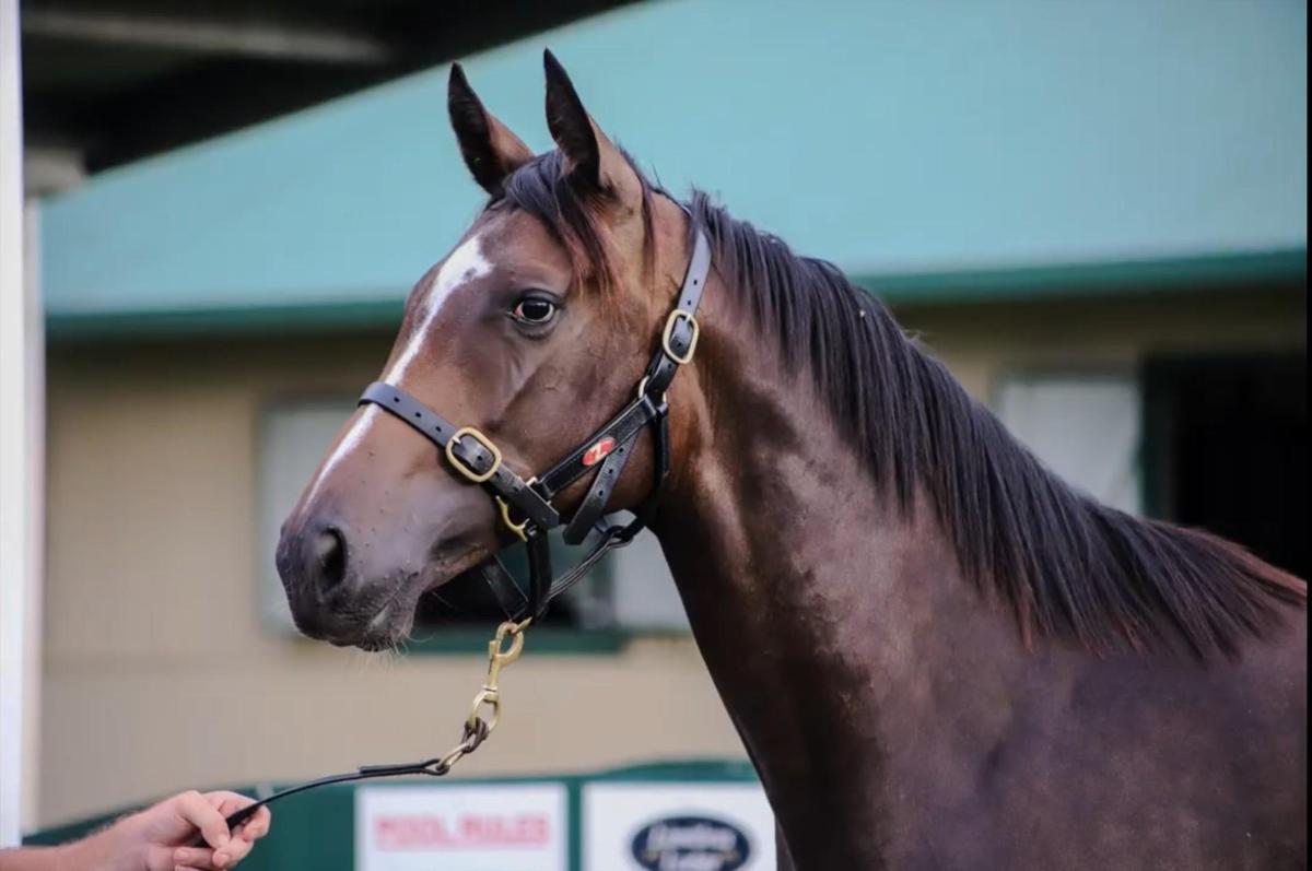 Tarzino x Romantic Lady
