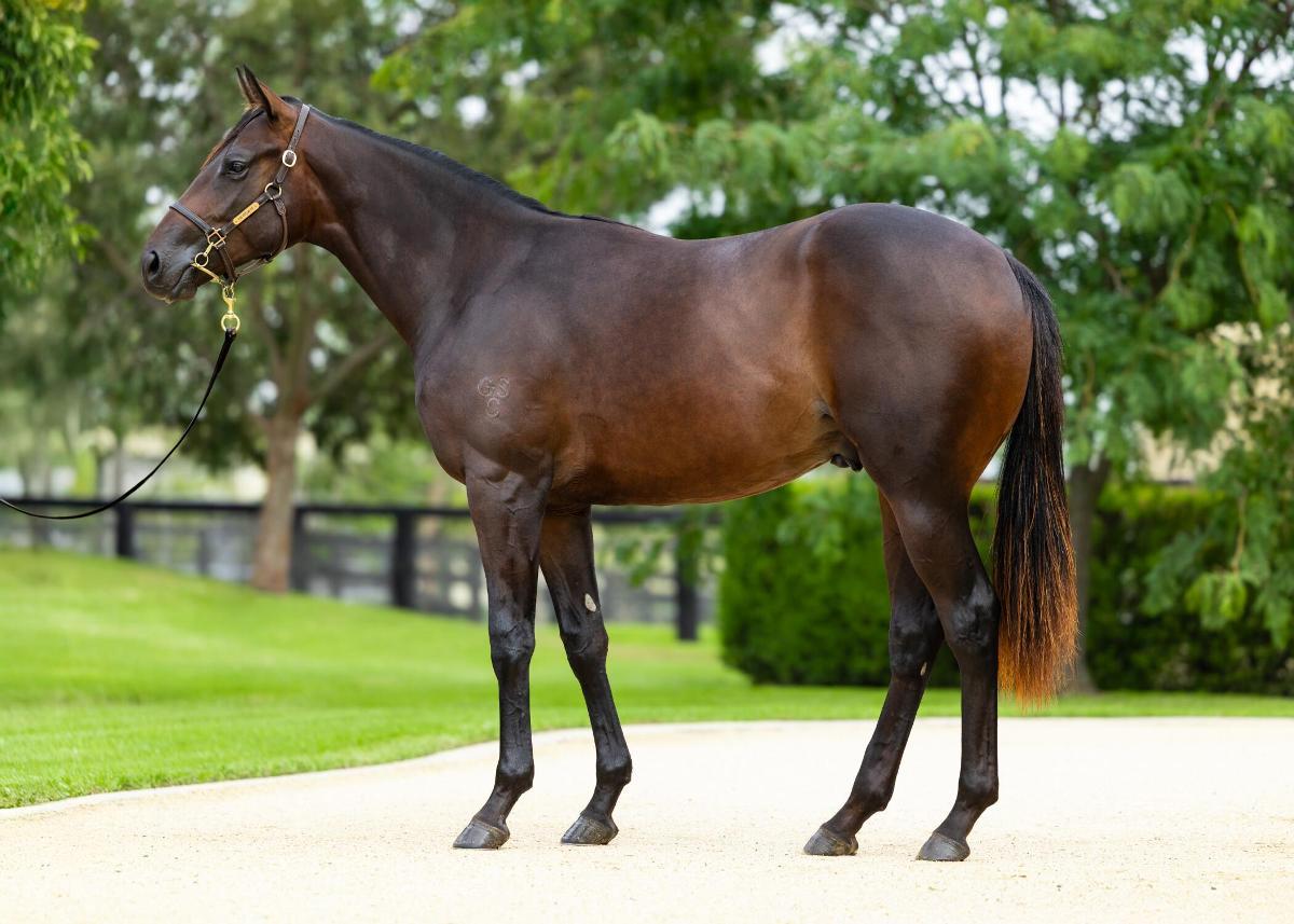 horse-image