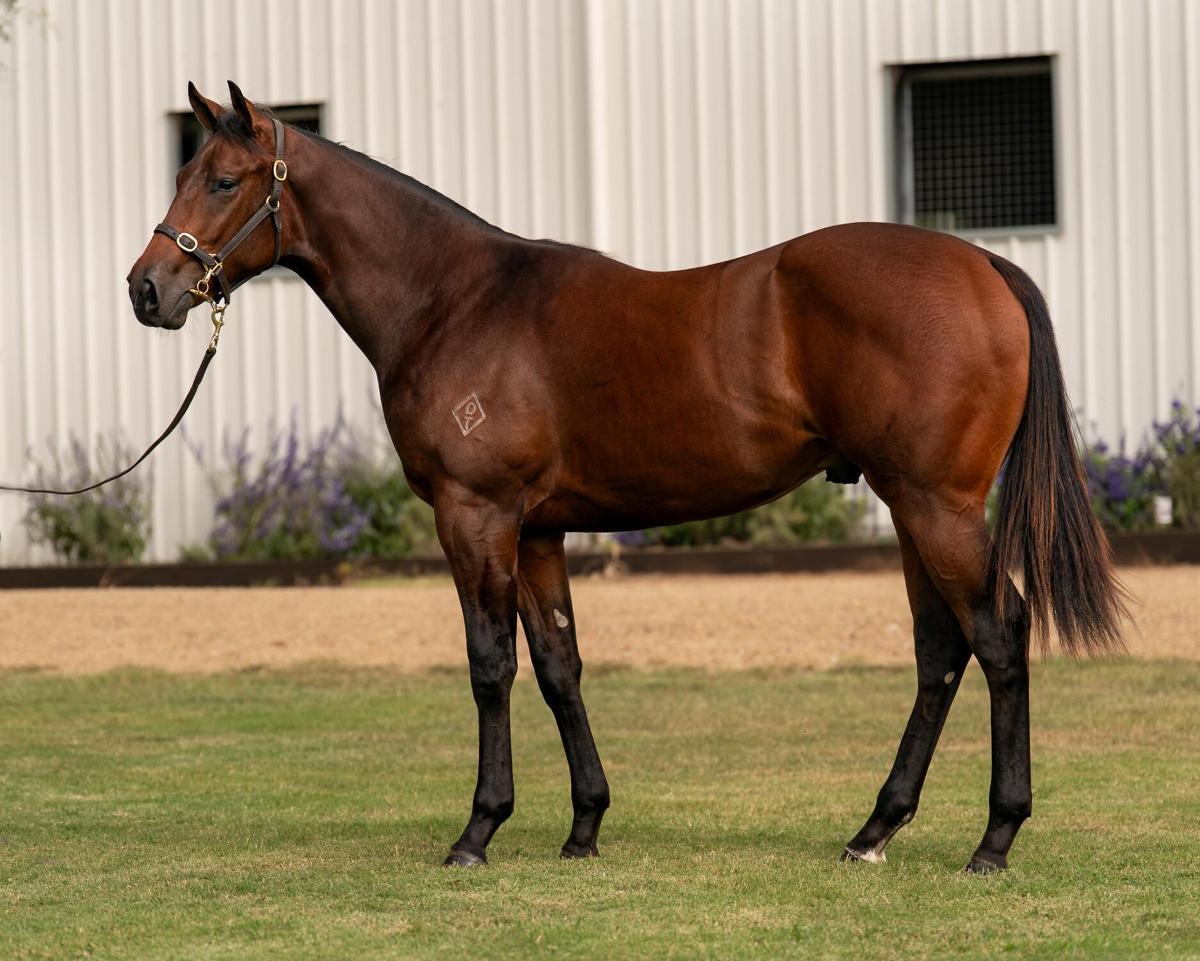horse-image