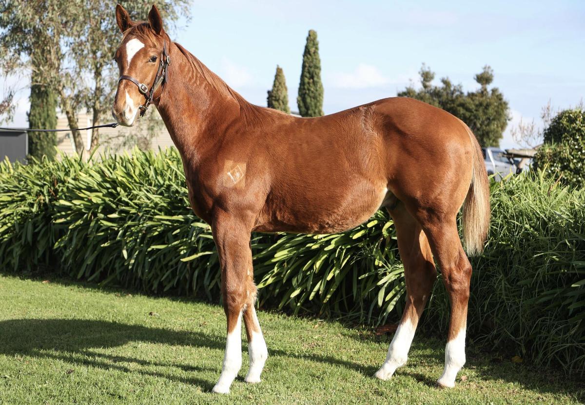 horse-image
