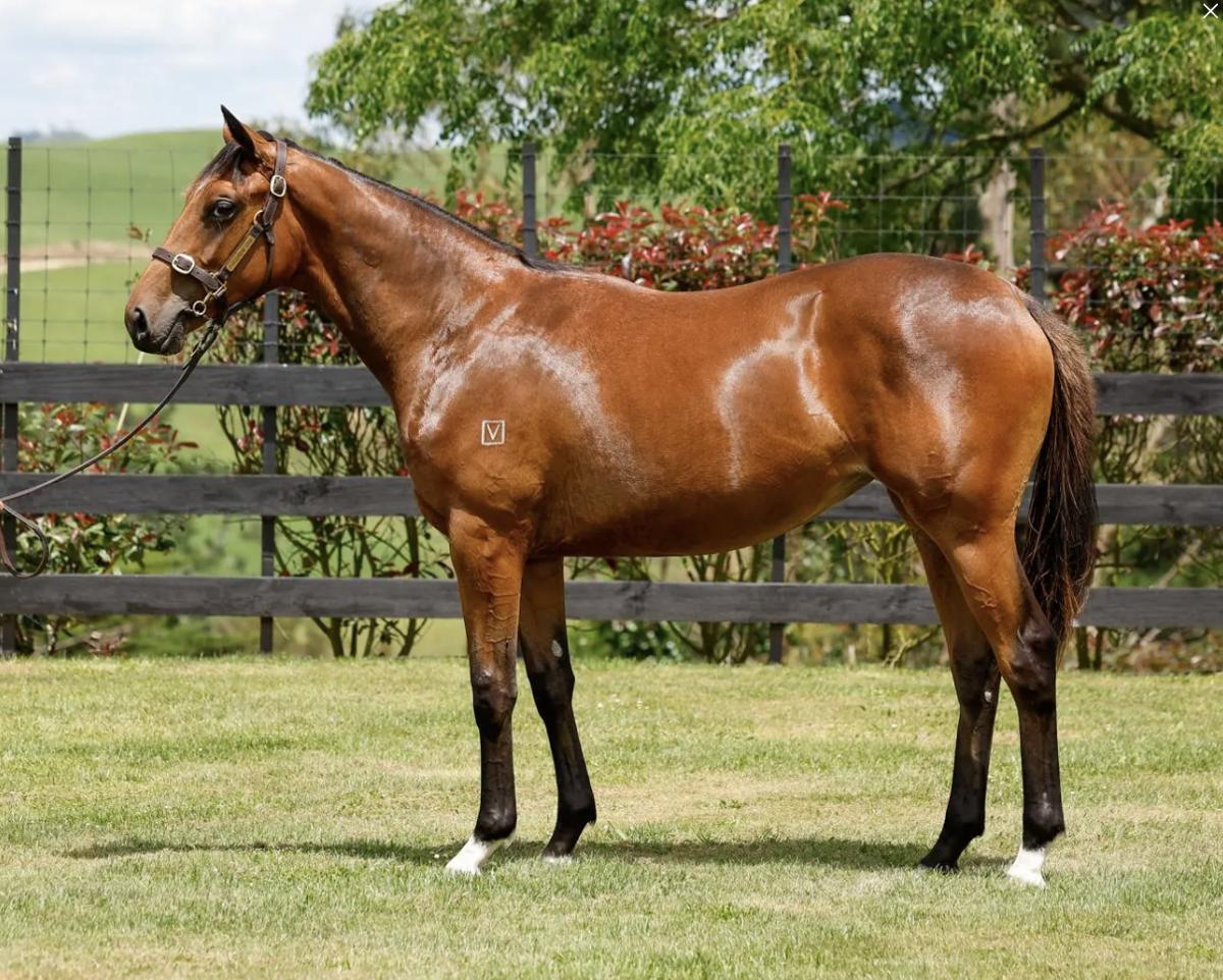horse-image