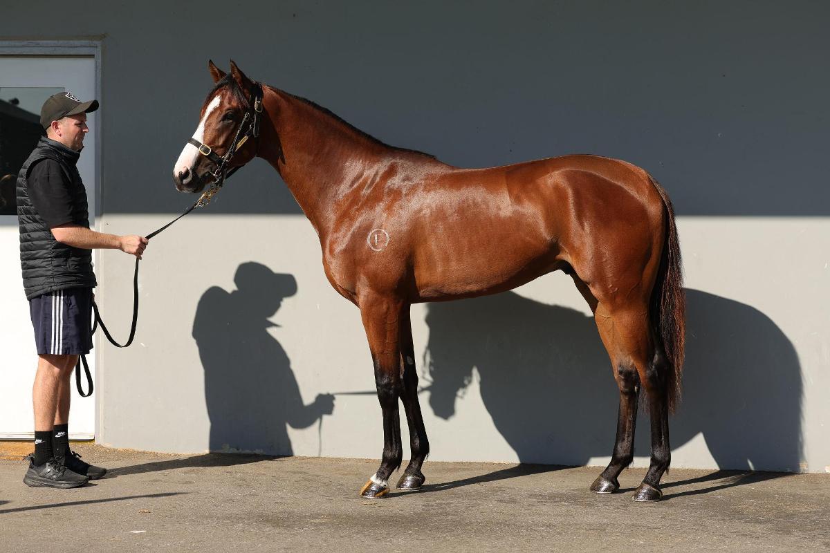 horse-image