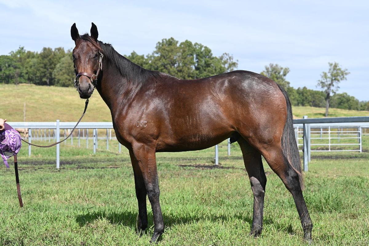 horse-image