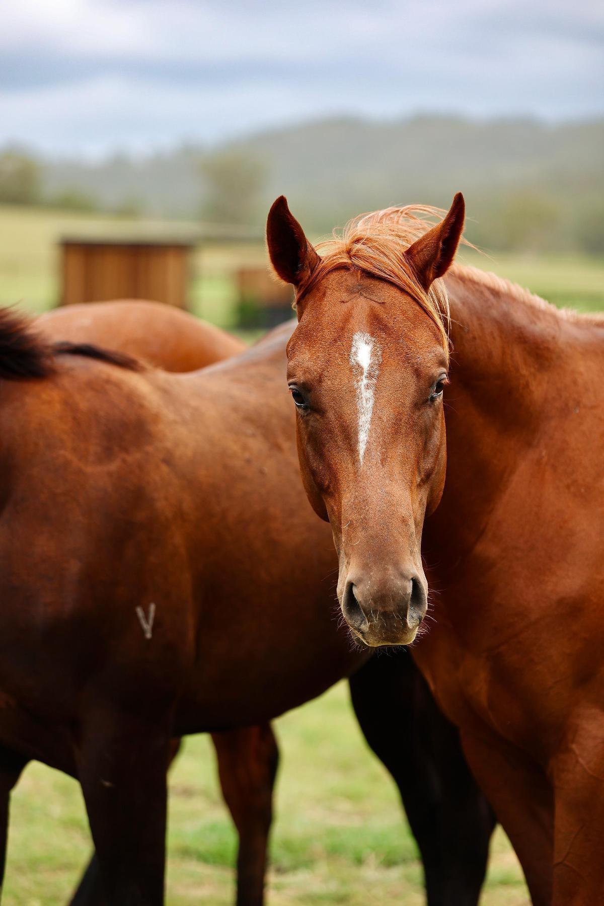 Russian Revolution x Piacenza Colt