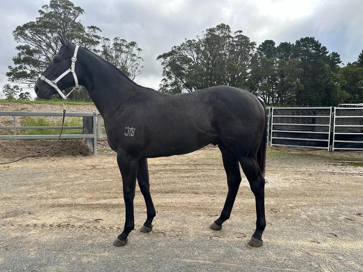 D'Argento x Terminally Pretty