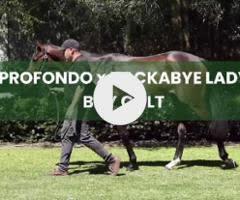 Profondo x Rockabye Lady Colt 24'