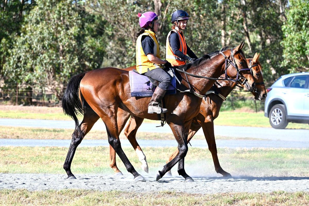 STREAK OF GOD (Playing God 2yo gelding)