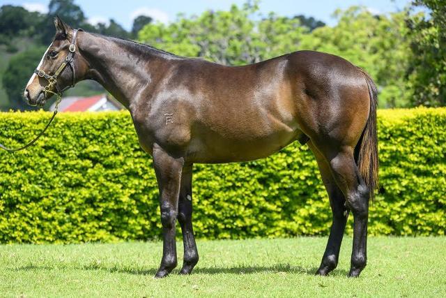 A colt : Better Than Ready x Zunaida