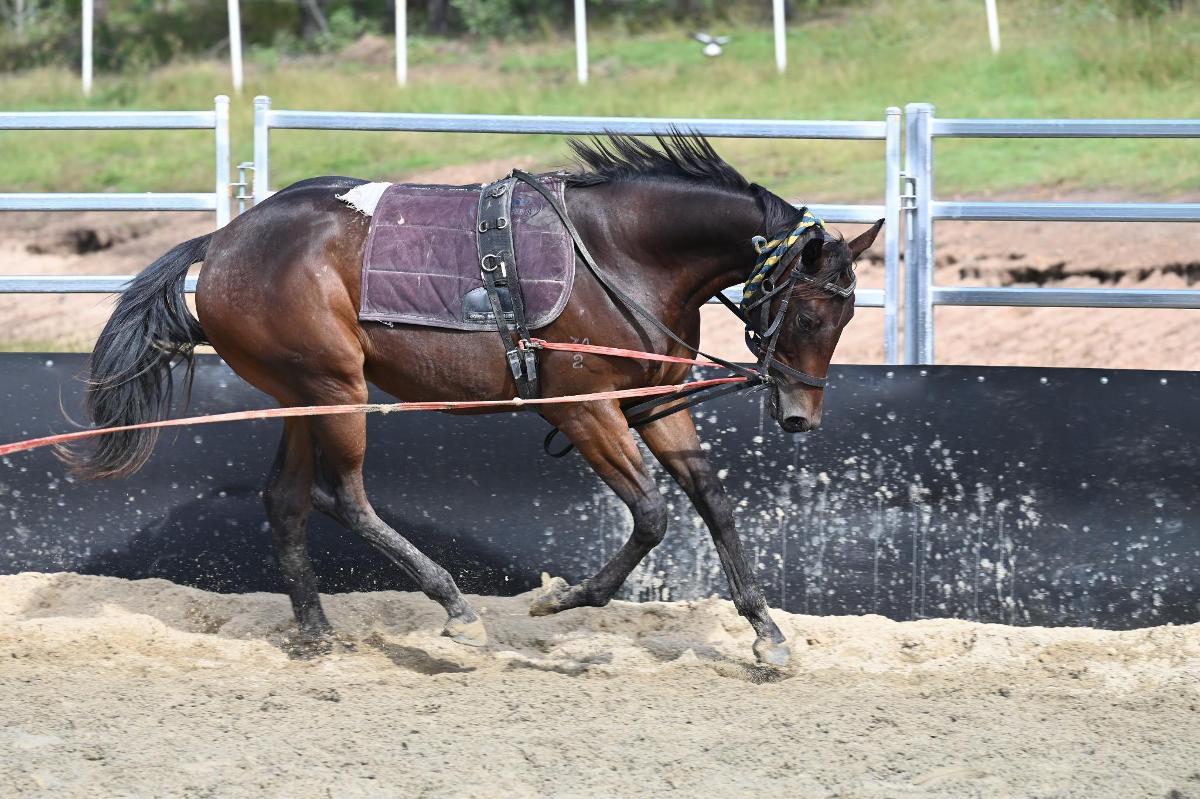 Lean Mean Machine X Azores 2 YO gelding