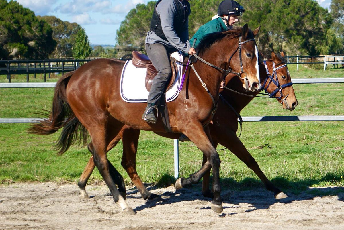 Wild Ruler x Face Forward filly