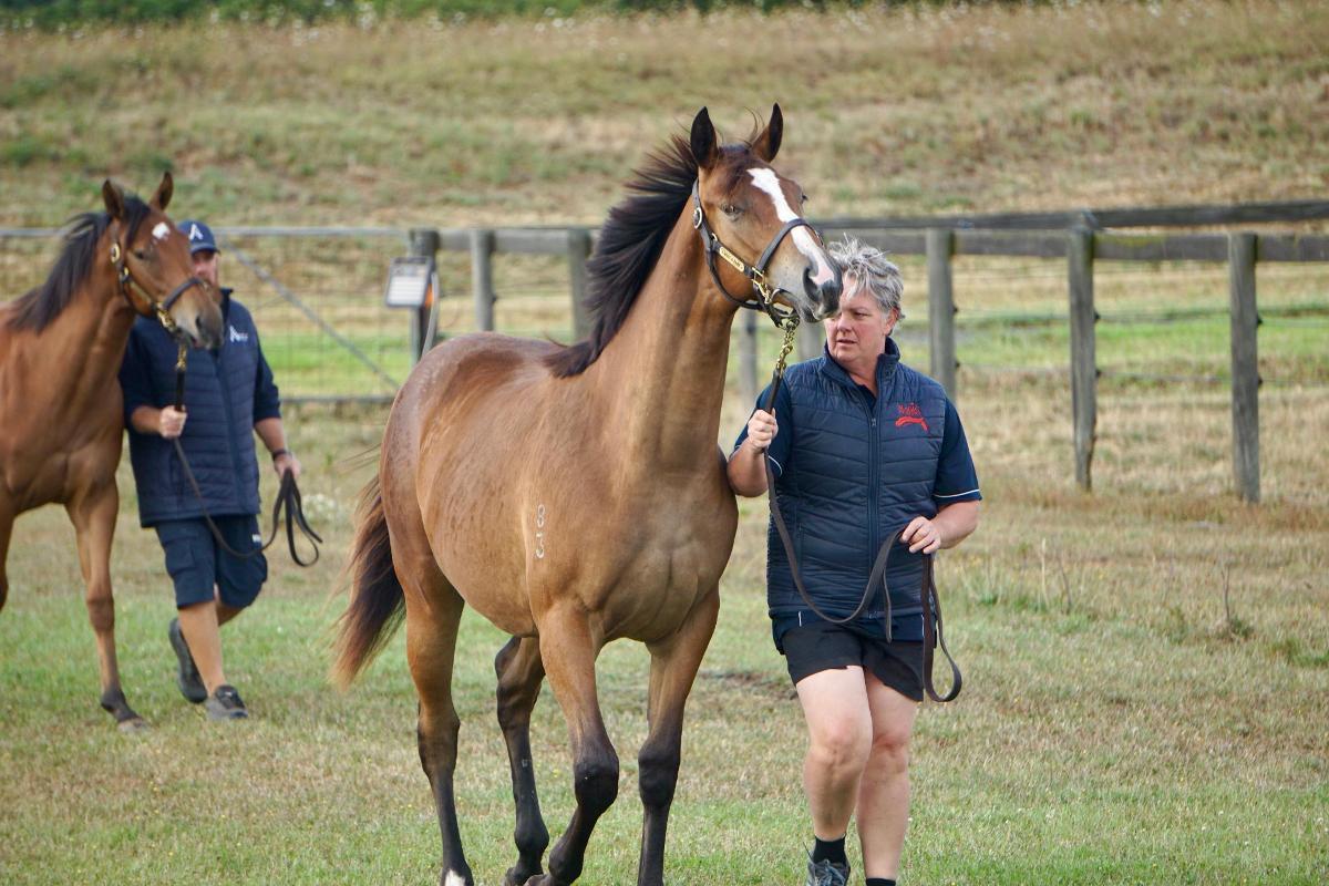 Wild Ruler x Face Forward filly