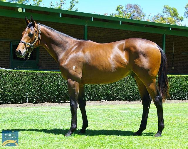 STREAK OF GOD (Playing God 2yo gelding)