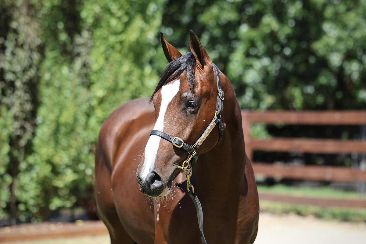 Acrobat / Galizani Colt