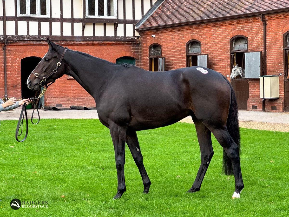 horse-image