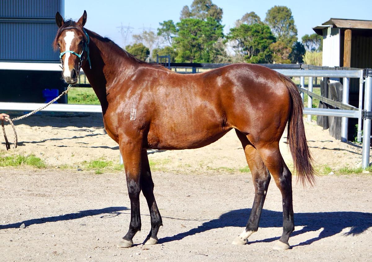Wild Ruler x Face Forward filly