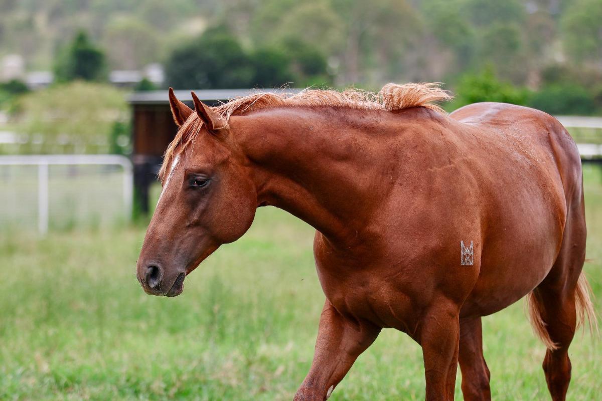 Russian Revolution x Piacenza Colt