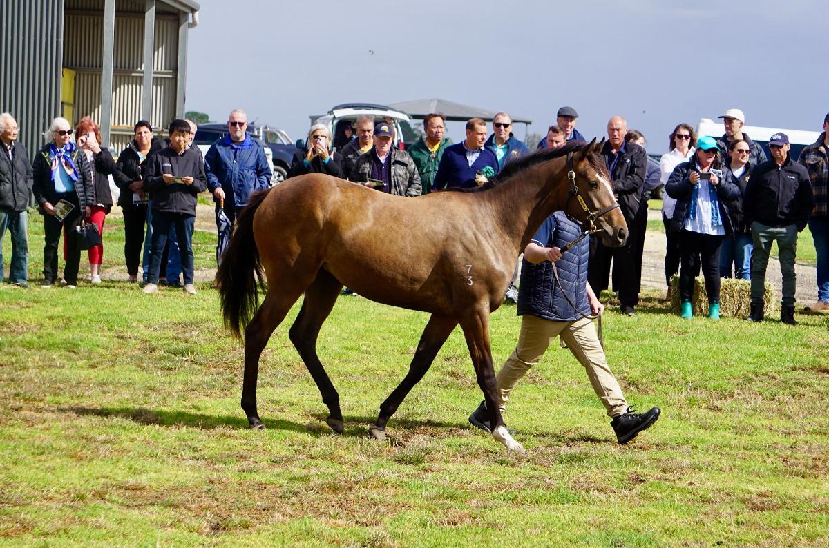 Wild Ruler x Saratoga Treasure (USA) Filly