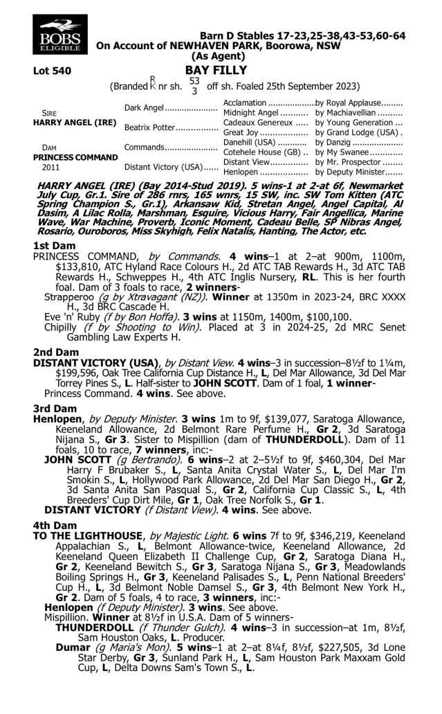Harry Angel x Princess Command '23 Filly