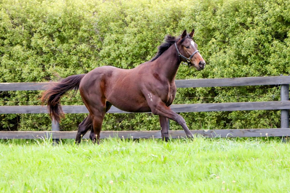 horse-image