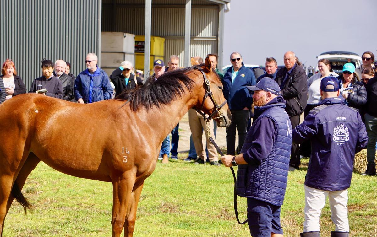 Anders x Madame Trop Vite Filly