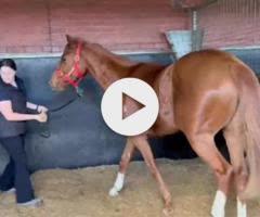 Jacquinot x Show Me More Colt