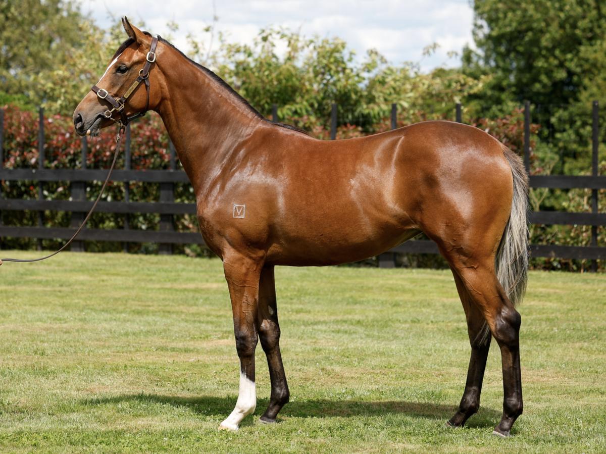 horse-image