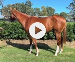 Frankel x Cleanup colt