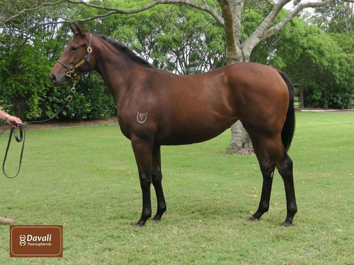 horse-image
