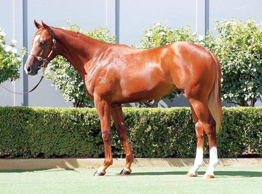 horse-image