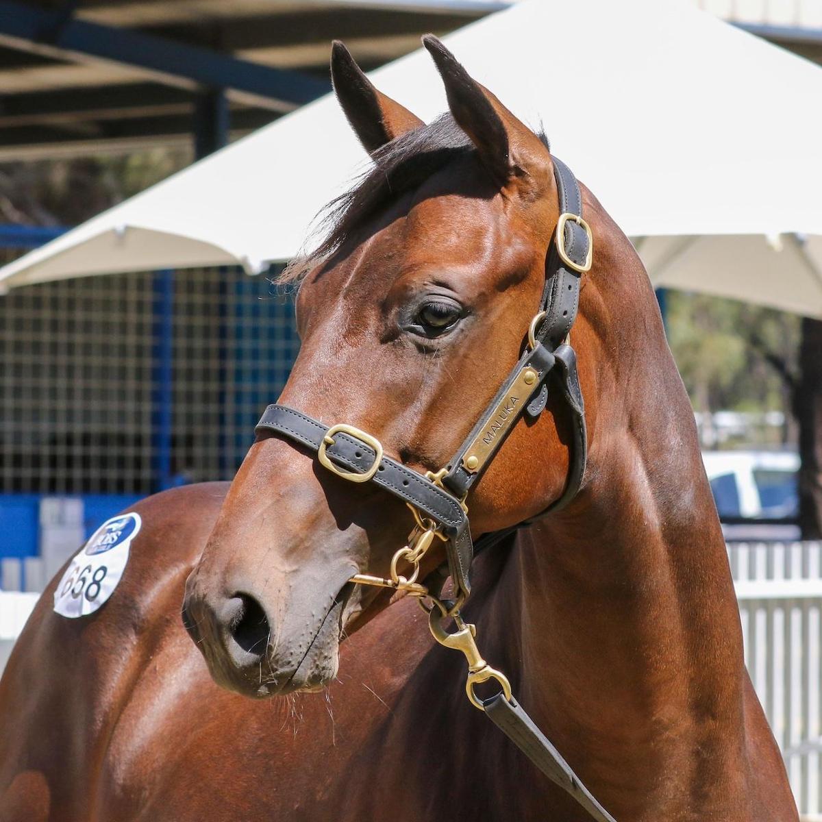 Harry Angel x Kings Brook