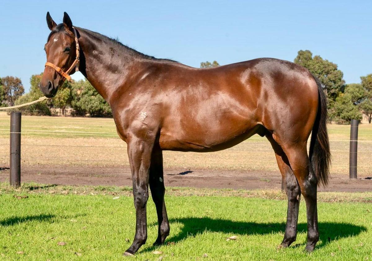 STREAK OF GOD (Playing God 2yo gelding)