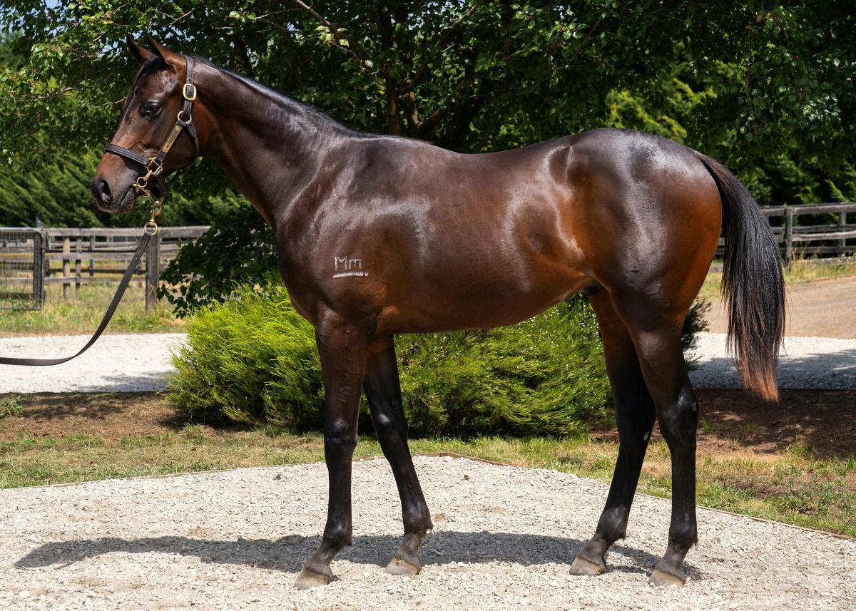 Zoustar x La Tigeresa Colt 45% Left!