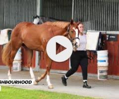 Sejardan X Neighbourhood filly