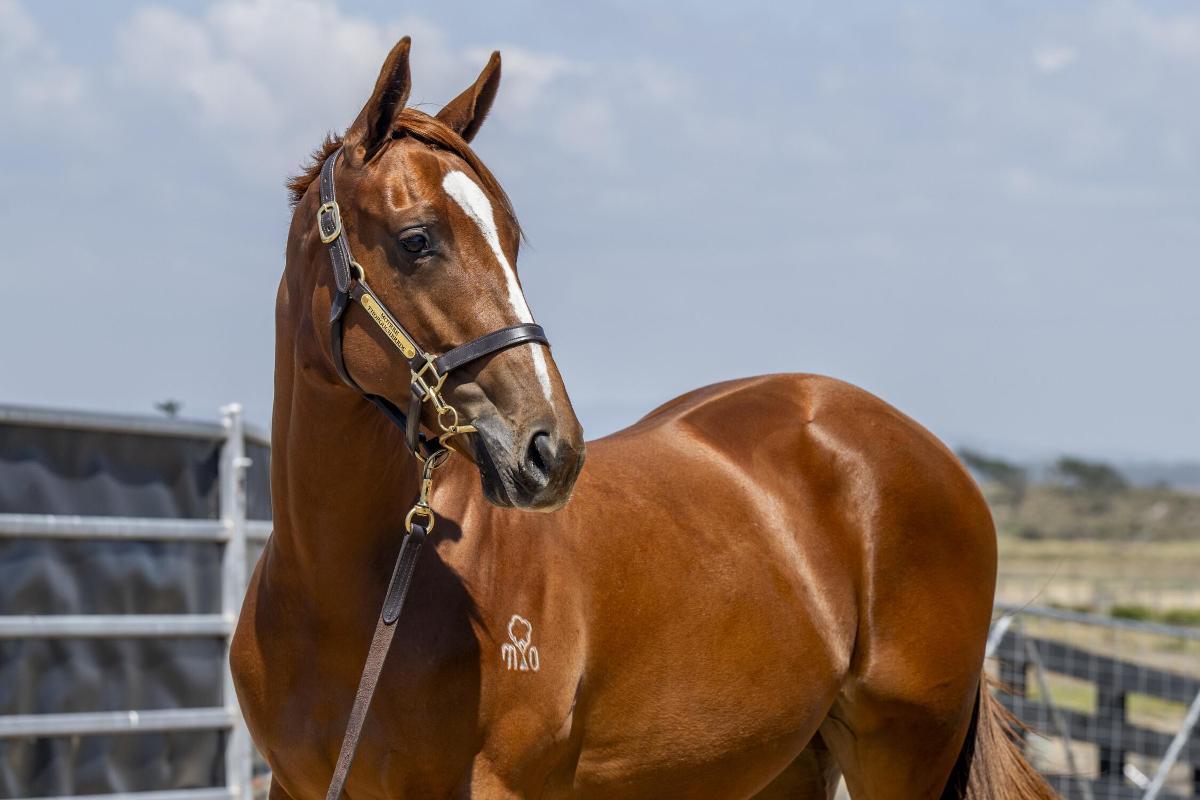 Ghaiyyath x Scout Finch Filly