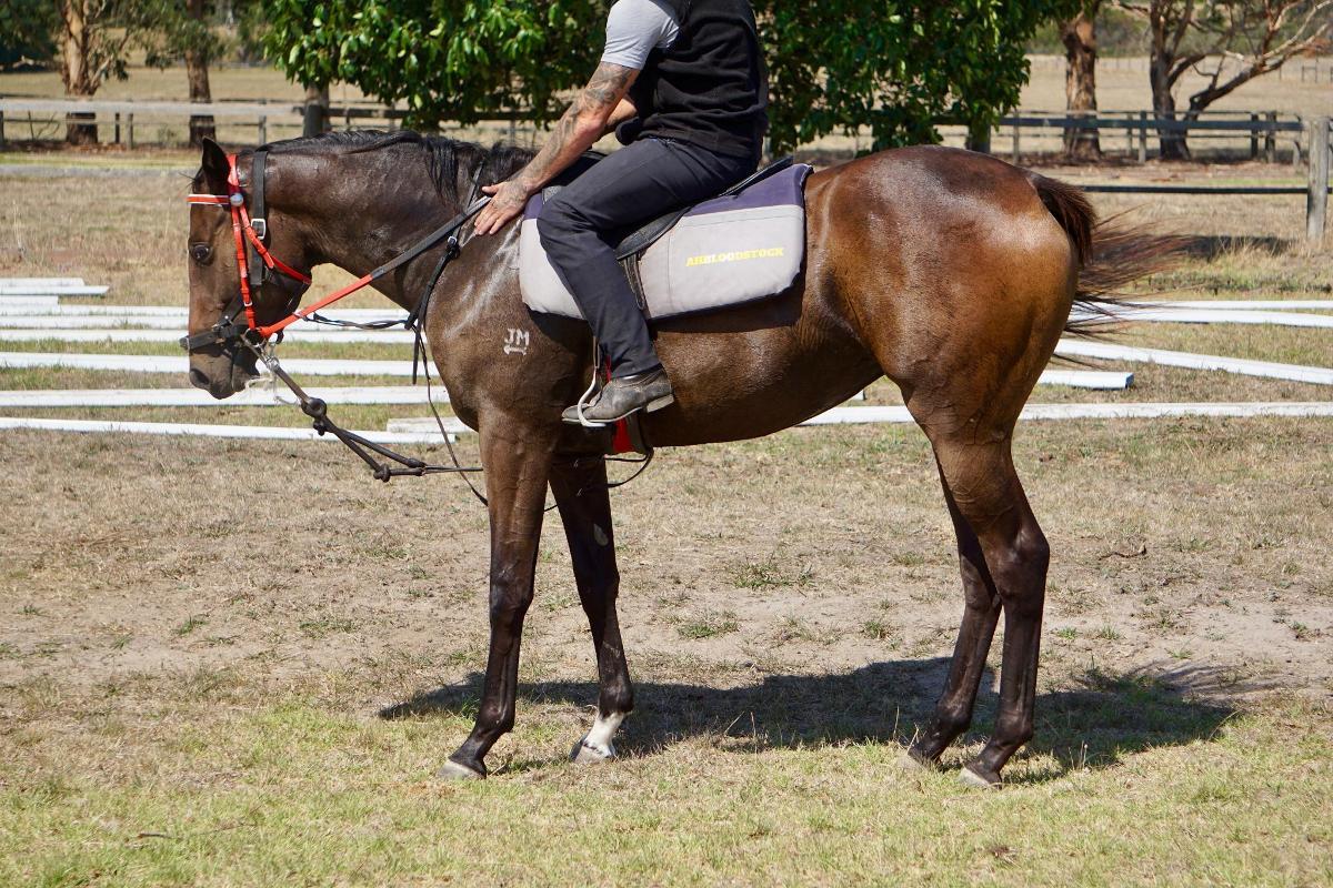 Wild Ruler x Saratoga Treasure (USA) Filly