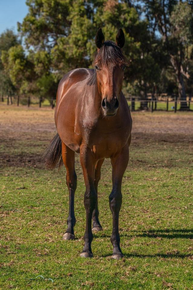STREAK OF GOD (Playing God 2yo gelding)