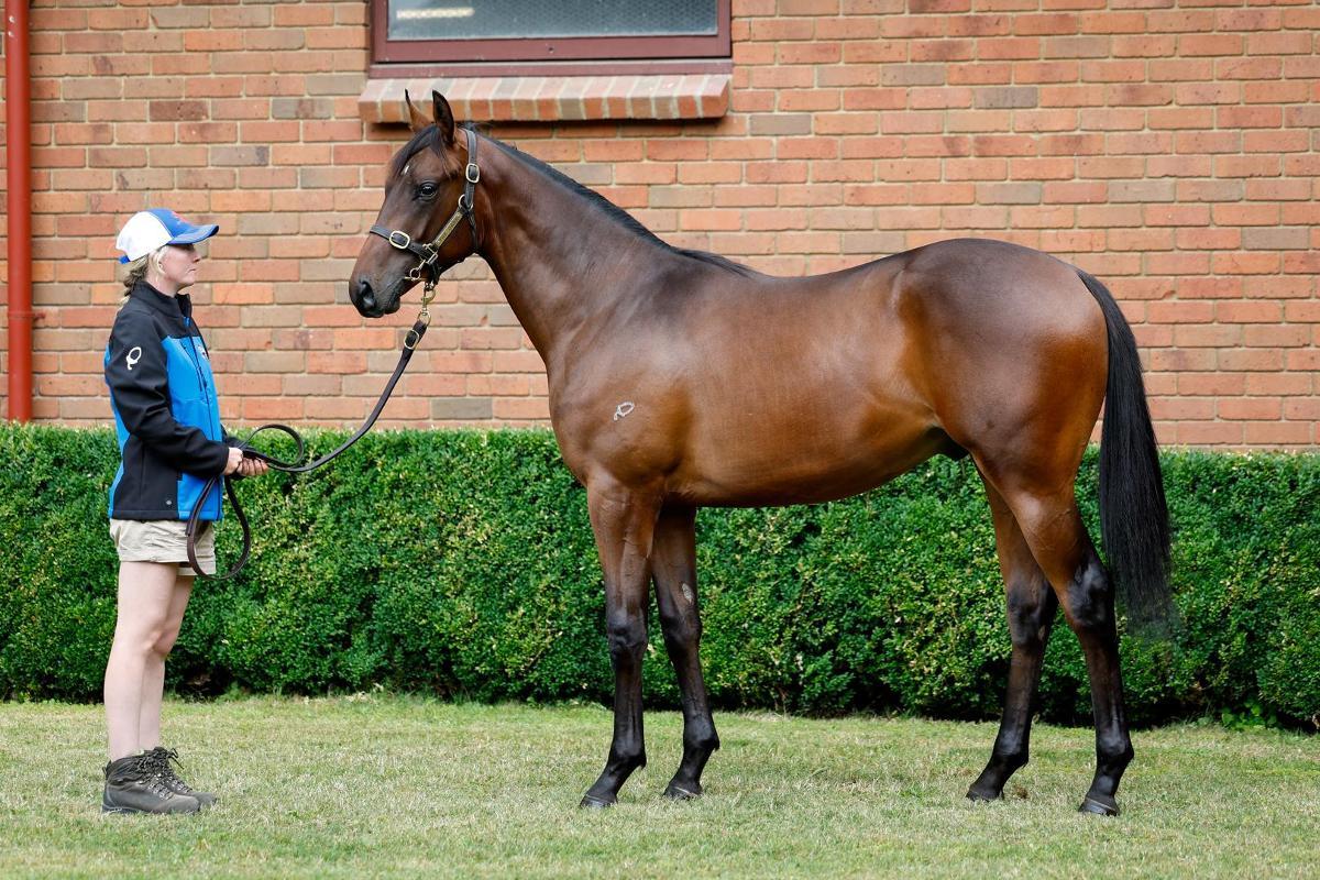 horse-image