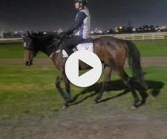Harry Angel x Meschever Colt 
