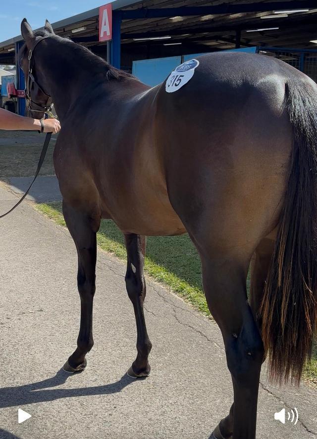 Harry Angel Colt