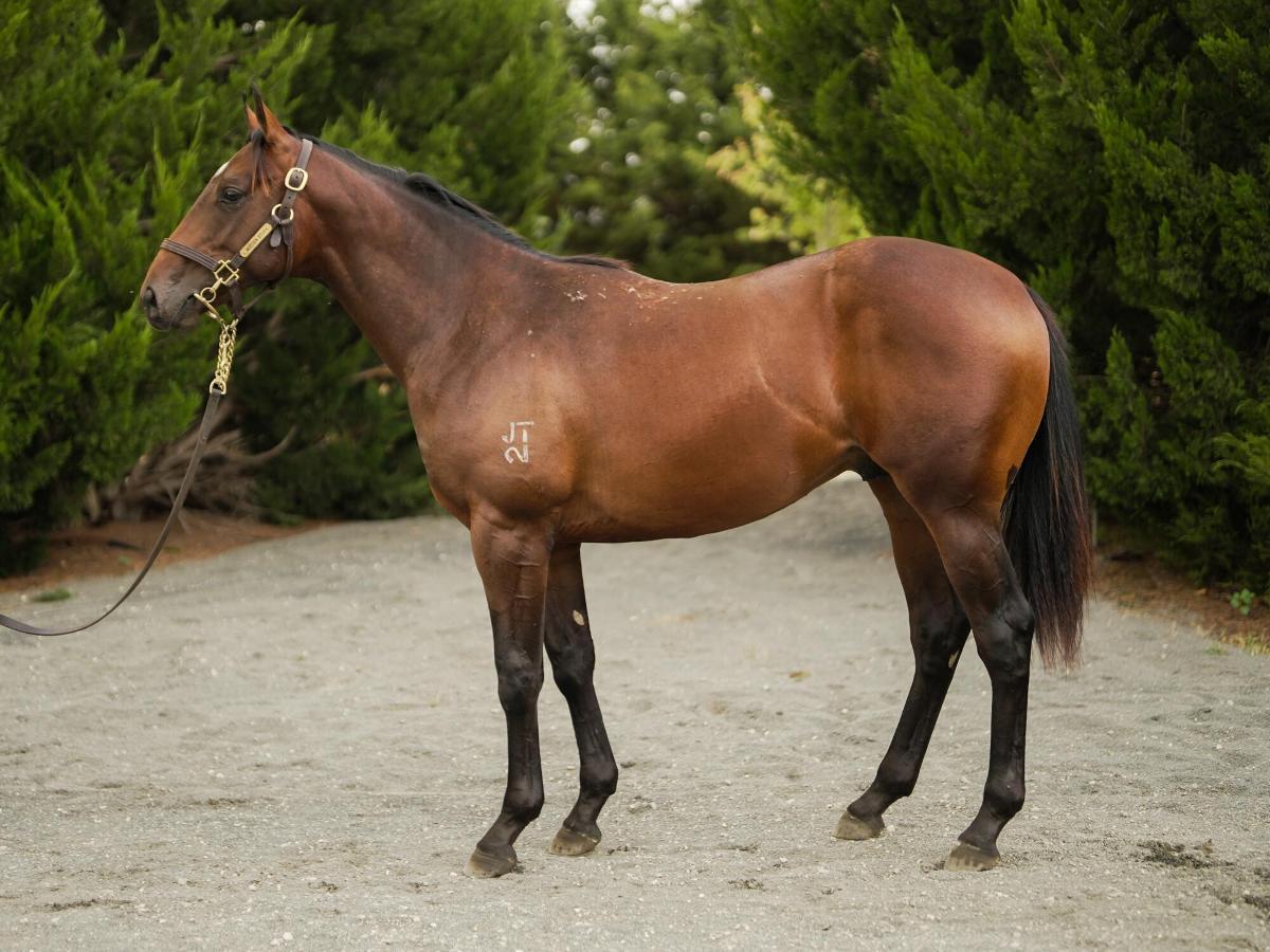Supido x Dinkum Diamond