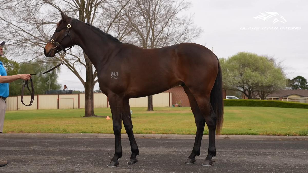 horse-image