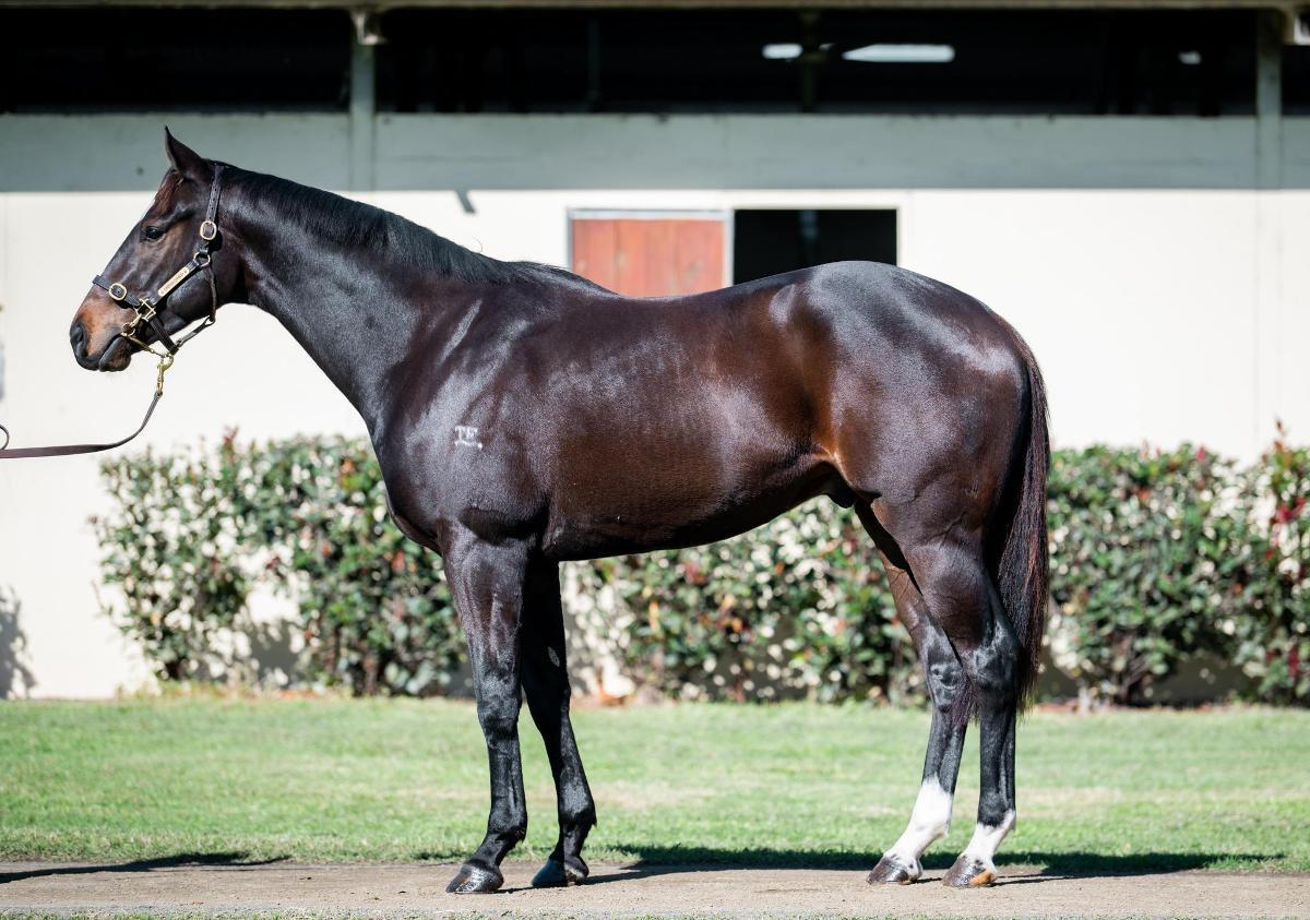 horse-image
