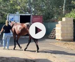 Tassort x Shahad Filly
