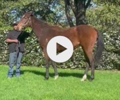 Circus Maximus x Ijaaza '22 filly