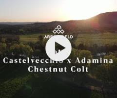 Castelvecchio x Adamina Colt