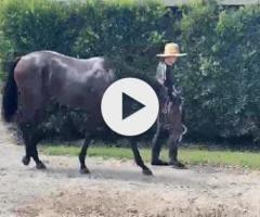 Hellbent x Pierro Moss