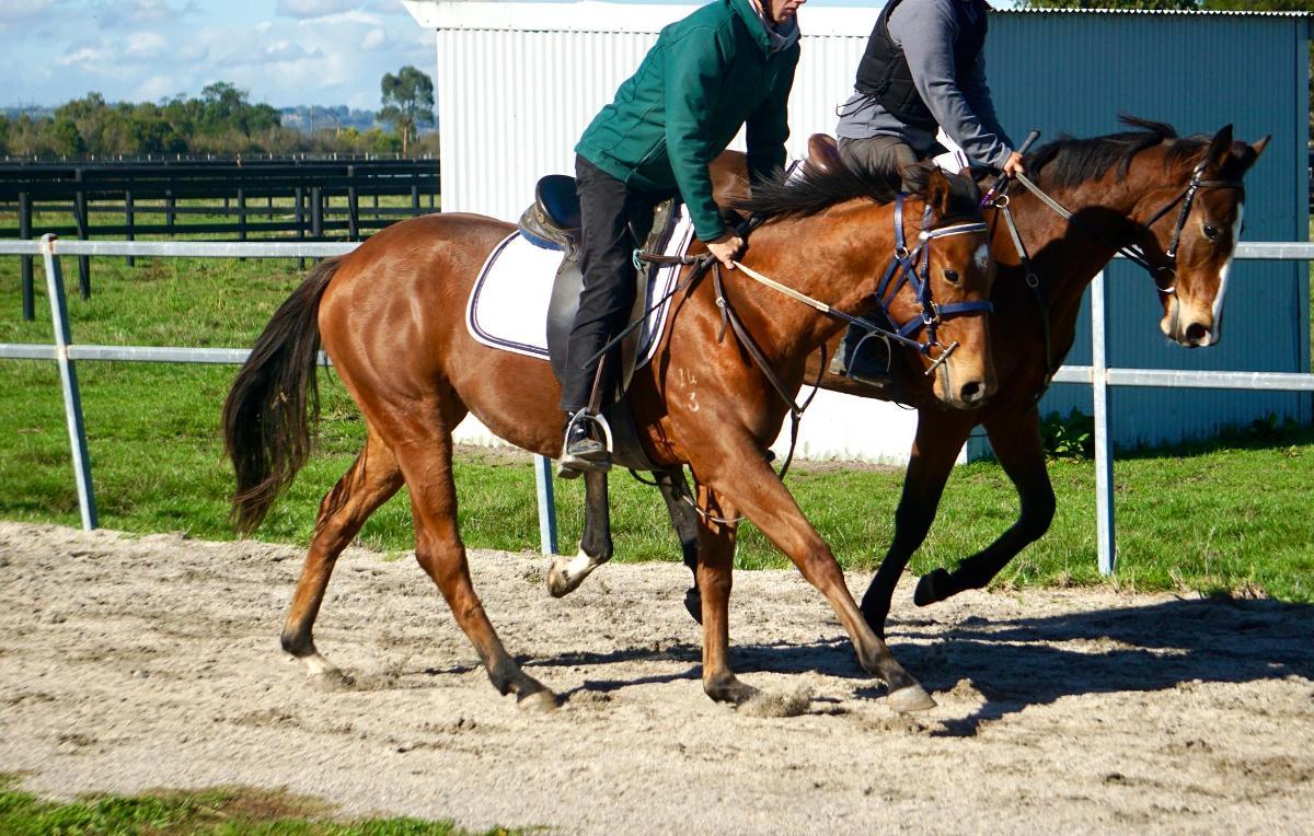 Anders x Madame Trop Vite Filly