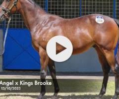 Harry Angel x Kings Brook