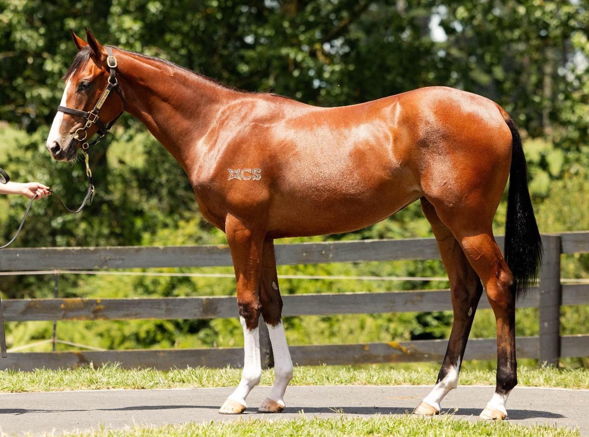 horse-image